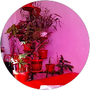 Dimitar Nedelchev profile picture